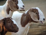 Free Stock Photo: Closeup of three goats
