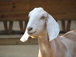 Free Stock Photo: Closeup of a white goat