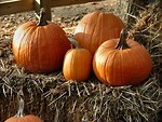 Free Stock Photo: Pumpkins and straw