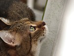 Free Stock Photo: Closeup of cat looking up