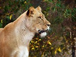 Free Stock Photo: Closeup of a lion