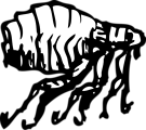 Free Stock Photo: Illustration of a flea