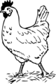 Free Stock Photo: Illustration of a rooster