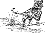 Free Stock Photo: Illustration of a tiger
