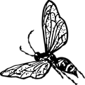 Free Stock Photo: Illustration of a wasp