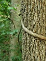 Free Stock Photo: Tree with vine