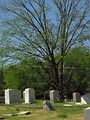 Free Stock Photo: A cemetery in spring time