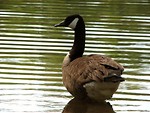 Free Stock Photo: A Canadian goose by the water