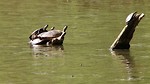Free Stock Photo: Turtles on a log in a lake