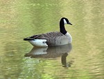Free Stock Photo: A Canadian goose swimming on the water