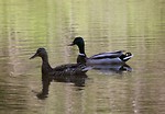 Free Stock Photo: A pair of ducks swimming on the water