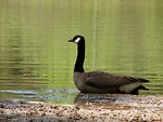 Free Stock Photo: A Canadian goose on the shore of a lake