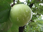 Free Stock Photo: A green apple growing on a tree