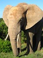 Free Stock Photo: An African elephant