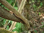 Free Stock Photo: Vines