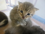 Free Stock Photo: A cute young kitten