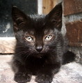 Free Stock Photo: A small black kitten