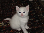 Free Stock Photo: A small white kitten