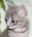 Free Stock Photo: A young gray kitten