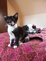 Free Stock Photo: A young kitten sitting on a bed