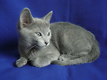 Free Stock Photo: A Russian Blue kitten on a blue background