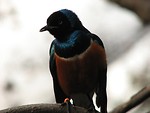 Free Stock Photo: Closeup of a colorful bird