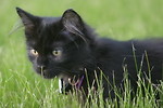 Free Stock Photo: A young black kitten in the grass
