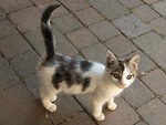 Free Stock Photo: A young black and white kitten