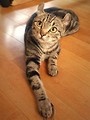 Free Stock Photo: An American curl kitten