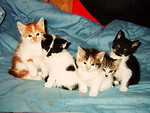 Free Stock Photo: A litter of five kittens on a bed