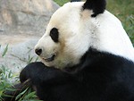 Free Stock Photo: Closeup of a panda bear
