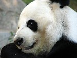 Free Stock Photo: Closeup of a panda bear
