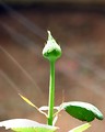 Free Stock Photo: Close-up of a rose bud growing in light rays