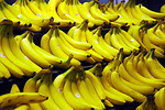 Free Stock Photo: Bunches of yellow bananas