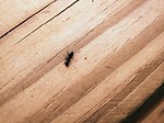 Free Stock Photo: Ant on wood