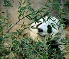 Free Stock Photo: Closeup of a panda bear