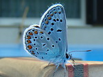 Free Stock Photo: Close-up of a blue butterfly