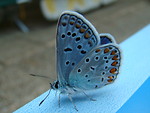 Free Stock Photo: Close-up of a blue butterfly