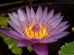 Free Stock Photo: Close-up of a purple lotus flower