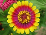 Free Stock Photo: Close-up of a colorful zinnia flower