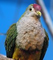 Free Stock Photo: Close-up of a fruit dove