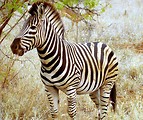 Free Stock Photo: A zebra in the wild