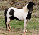 Free Stock Photo: A black and white horse