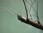 Free Stock Photo: Tree branch with spider web