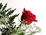 Free Stock Photo: Closeup of a red rose