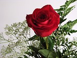 Free Stock Photo: Closeup of a red rose