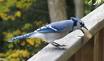 Free Stock Photo: A blue jay bird with a peanut