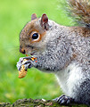 Free Stock Photo: An eastern gray squirrel eating a peanut