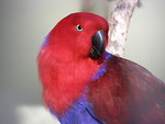 Free Stock Photo: A red and blue eclectus parrot