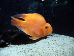 Free Stock Photo: An orange blood parrot fish
